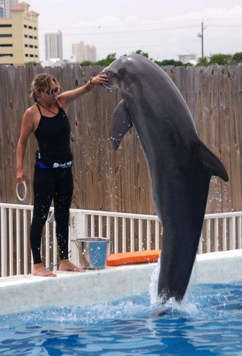 Dolphin trainer Ashley Guidry loved her job and the animals she worked with—in particular, a dolphin calf named Chopper. But years of seeing how business was done behind the scenes at a small marine park made her come to the painful conclusion that she had to walk away from it all. Marine Mammal Trainer, Marine Biology Jobs, Trainer Aesthetic, Biology Jobs, Dolphin Trainer, Dolphin Lover, Future Job, Manatees, A Dolphin