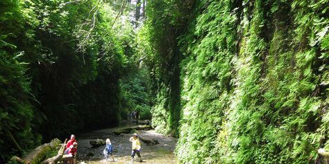 Hike to see Fern Canyon, a Hidden Paradise on California’s North Coast | Visit California Redwood National And State Parks, Fern Canyon, Redwood National Park, Humboldt County, Petrified Forest, Tourism Website, Rock Face, Visit California, South Lake Tahoe