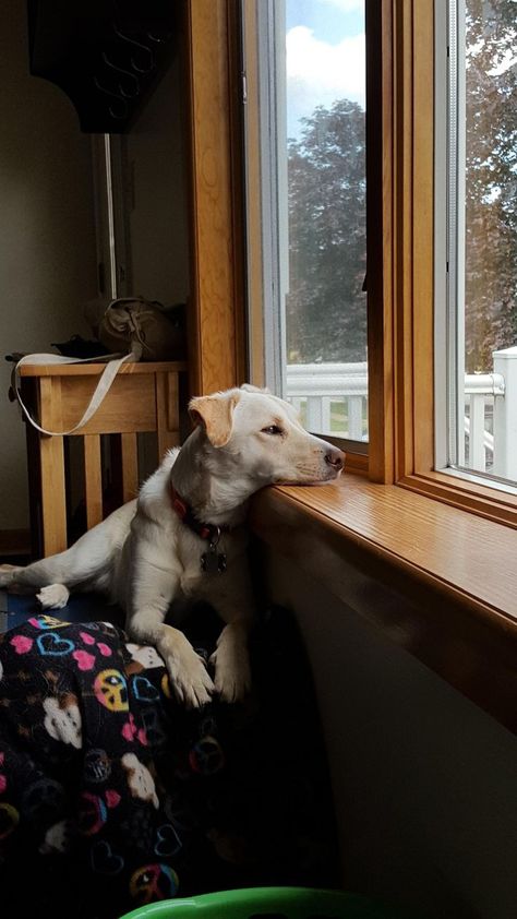 Dogs Looking Out A Window, Dog Looking Out Window, Dog Waiting, Waiting Patiently, Remodel Inspiration, Looking Out The Window, Enjoy Nature, Sleeping Dogs, Baby Art