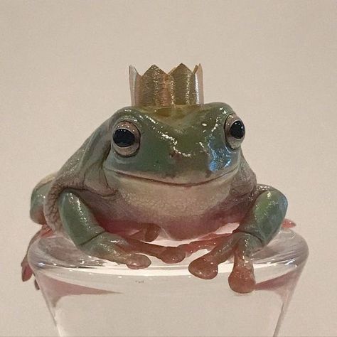 Whites Tree Frog, Pet Frogs, Baby Frog, Frog Wallpaper, Frog Pictures, Cute Reptiles, A Prince, Frog Art, A Frog