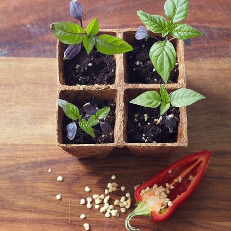 Avocado Seed Growing, Regrow Vegetables, Growing Pineapple, Strawberry Pots, Avocado Seed, Blueberry Bushes, Growing Strawberries, Food Scraps, Home Vegetable Garden