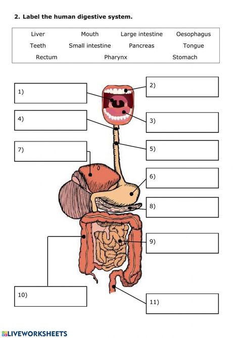 Ra Activities, Anatomy Worksheets, Digestive System For Kids, Digestive System Model, Digestive System Diagram, The Human Digestive System, Digestive System Worksheet, Human Body Vocabulary, Anatomy Coloring