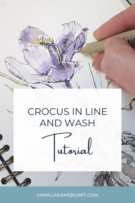 Line And Wash Florals, Watercolor Crocus Flowers, Line And Wash Watercolor Sketches Flowers, Ink And Wash Tutorials, Pen And Wash Flowers, Ink And Watercolor Flowers, Wash And Line Watercolor, Line And Wash Watercolor Flowers, Line Wash Watercolour