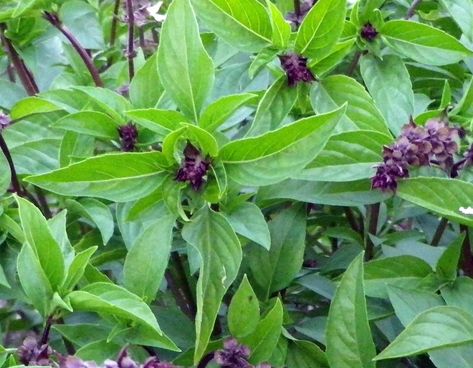 Cooking With Cinnamon Basil: The Dos And Don'ts Cinnamon Basil, Basil Herb, Basil Seeds, Basil Plant, Sweet Basil, Culinary Herbs, Holy Basil, Aromatic Herbs, Organic Seeds