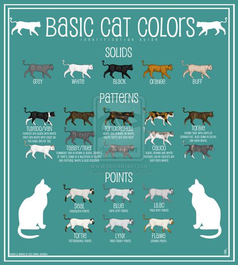 cat colors chart - Google Search Cat Color Chart, Cat Genetics, Cat Breeds Chart, Different Types Of Cats, Shingle Colors, Cat Anatomy, Cat Info, Types Of Cats, Drawing Cats