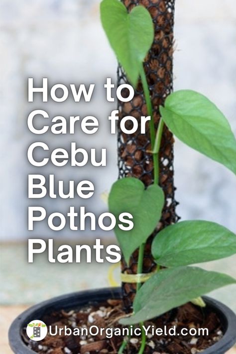 Cebu Blue Pothos, Blue Pothos, Cebu Blue, Pothos Plants, Self Watering Containers, Evergreen Vines, Epipremnum Pinnatum, Blue Plants, Pothos Plant