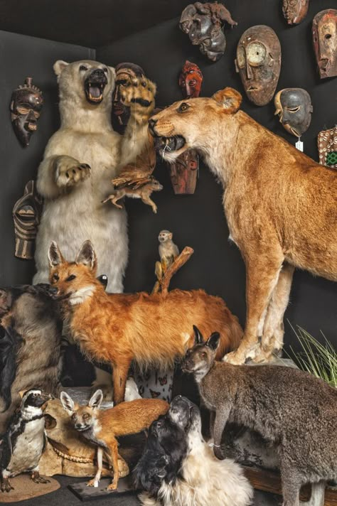 Display of taxidermy (photograph by Oskar Proctor) Taxidermy Art Weird, Taxidermy Aesthetic, Bad Taxidermy, Museum Of Curiosity, Taxidermy Decor, Taxidermy Display, Curiosity Cabinet, Taxidermy Mounts, Taxidermy Art