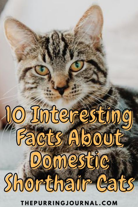 When you think of a typical house cat, chances are the Domestic Shorthair comes to mind. While researching this classic breed, I came across 10 interesting facts about Domestic Shorthair cats. #cats #domesticshorthair #catfacts Shorthair Cat Breeds, Domestic Short Haired Cat, Short Hair Cats Breeds, American Short Haired Cats, Cat Facts Interesting, Domestic Shorthair Cat, Best Cat Breeds, All Cat Breeds, Kittens Coloring