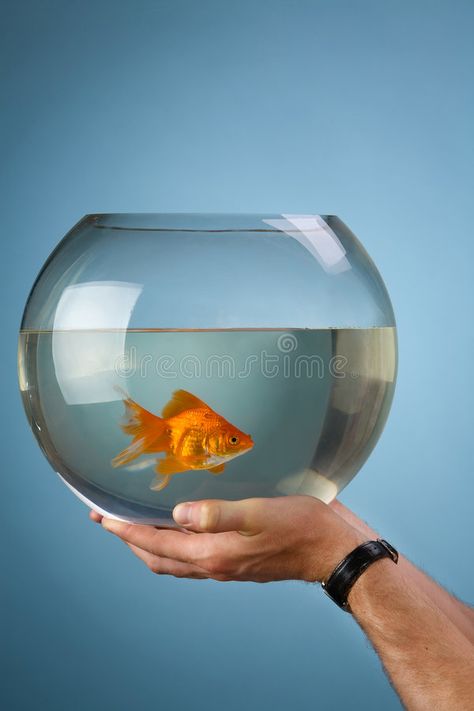 Gold small fish in a round aquarium. Man's hands hold a round aquarium in which , #AFF, #fish, #aquarium, #Gold, #small, #Man #ad Fish Bowl Photography, Fish In Fish Bowl, Round Aquarium, Fish In Bowl, Gold Fish Bowl, Aquarium Drawing, Round Fish Tank, Modern Kids Toys, Gesture Reference