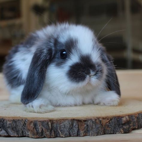 White Bunny With Brown Spots, Bunny Shaped Cake, Easter Bunny Cakes, Cakes For Easter, Cake Rabbit, Easter Bunny Food, Bunny Cinnamon Rolls, Easter Bunny Ideas, Bunny Pets