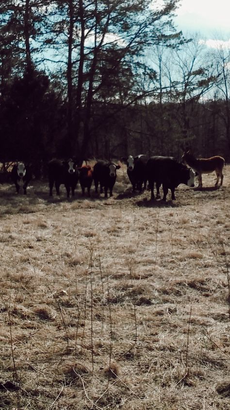 District 10 Aesthetic, Livestock Aesthetic, Livestock Dog, Country Wallpaper, Country Backgrounds, Country Things, Dog Aesthetic, Cowboy Aesthetic, Book Trailer