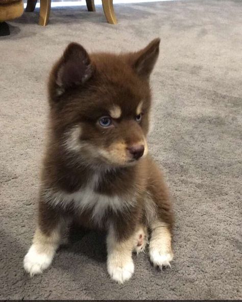 Pomeranian brown fur blue eyes puppy Brown Dog With Blue Eyes, Brown Cats With Blue Eyes, Brown Cat Blue Eyes, Brown Pomsky, Blue Eyed Puppies, Brown Pomeranian Puppy, Brown Husky Puppy, Dogs With Blue Eyes, Brown Pomeranian