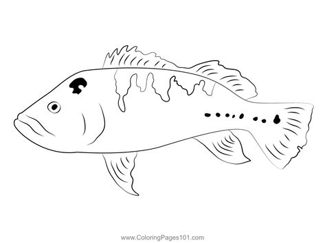 Peacock Bass Coloring Page Peacock Bass, Free Kids, Printable Coloring, Printable Coloring Pages, Coloring Pages For Kids, Bass, Free Printables, Coloring Pages, Drawings