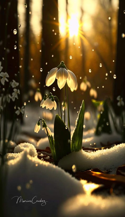 Spring Pics Nature, Winter Flower Wallpaper, Snow Drops Flowers, Image Zen, January Wallpaper, Winter Flowers, Flower Pictures, Flower Wallpaper, Flowers Photography