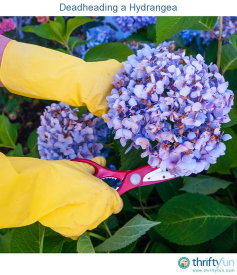 This is a guide about deadheading a hydrangea. Deadheading, unlike pruning… Deadheading Flowers, Propagating Hydrangeas, Hydrangea Plant, Deadheading, Landscape Gardening, Hydrangea Bush, Hydrangea Care, Gardening Diy, Hydrangea Not Blooming