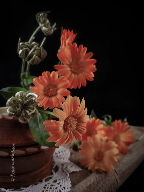 Bright and beautiful calendula flowers Calendula Flowers, Flowers Aesthetic, Bright And Beautiful, Flowers