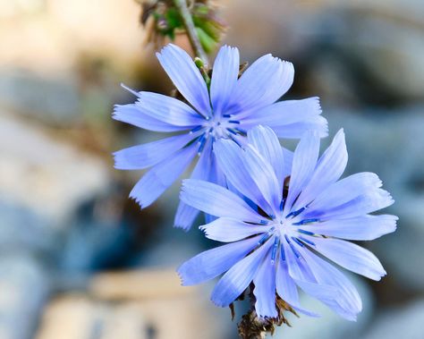 Wild Chicory of Ontario - on the shorelines of Georgian Bay  BEAUTIFUL! Chicory Tattoo, Wild Chicory, Chicory Flower, Jan Karon, How To Camp, Edible Wild Plants, Georgian Bay, Plant Tattoo, Flower Bird