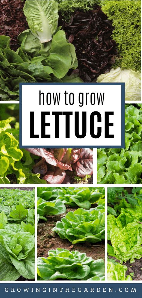 How to Grow Lettuce: 6 Tips for Growing Lettuce | Growing In The Garden Lettuce Growing, How To Grow Lettuce, Greenhouse Planting, Planting Layout, Planting Lettuce, How To Harvest Lettuce, Grow Lettuce, Growing Vegetables At Home, Arizona Garden