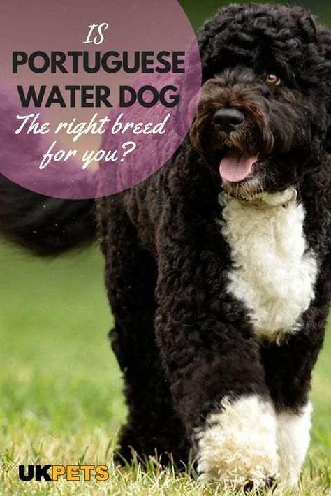 Portugese Water Dogs Puppy, Portuguese Water Dog Puppy, Portugese Water Dogs, Cavachon Dog, Best Dog Names, Most Beautiful Dogs, Portuguese Water Dog, Group Of Dogs, Working Dog