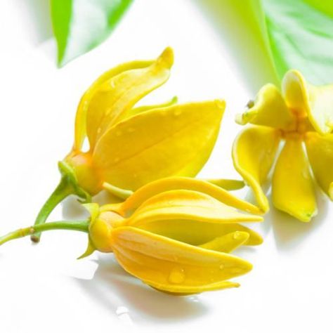 Ylang Ylang Essential Oil Benefits, Ylang Ylang Flower, Neroli Essential Oil, Soap Making Kits, Ylang Ylang Essential Oil, Aromatherapy Gifts, Essential Oil Benefits, Herbal Oil, Essential Oil Bottles