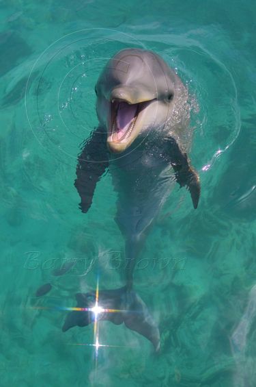 Smiling baby dolphin, FLIPPER !!! Baby Dolphin, A Dolphin, Swimming, Water