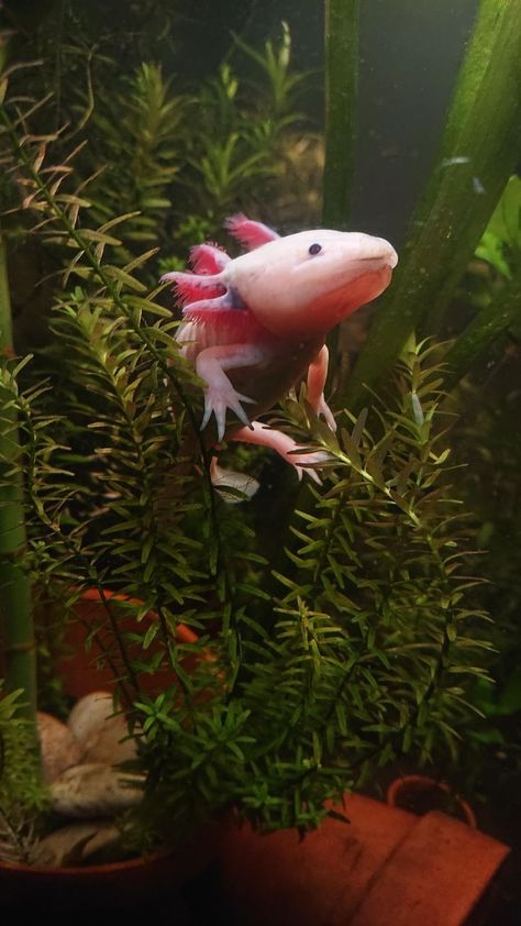 Axolotl Wallpaper, Tiger Salamander, Axolotl Tank, Axolotl Cute, Japan Picture, Cute Axolotl, Cute Reptiles, Aquarium Decor, Reptiles And Amphibians