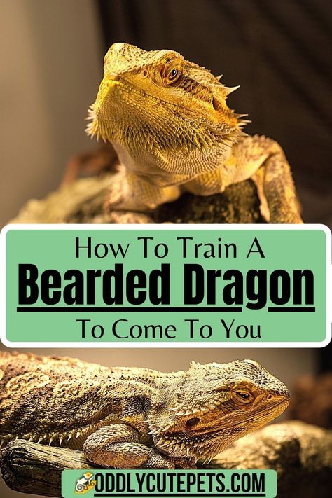 Bearded Dragon Training: Come To You - Learn how to get your bearded dragon to come to you through proper training Diy Bearded Dragon Enclosure, Dragon Time, Dragon Bedding, Bearded Dragon Terrarium, Bearded Dragon Enclosure, Bearded Dragon Diy, Bearded Dragon Habitat, Dragon Box, Baby Bearded Dragon