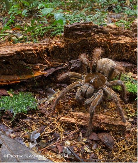 snopes.com: Goliath Birdeater Spider Spotted in Rainforest Spider Dog, Arachnids Spiders, Huge Spiders, Big Spiders, Large Spiders, Giant Spider, Real Nature, Arachnids, Bugs And Insects