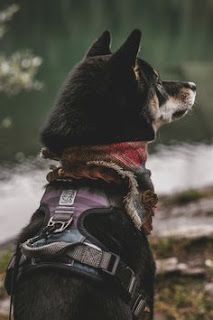 Fluffy Accessories, Urban Dog, Adventure Dog, Trail Dog, Dog Adventure, Dog Gear, Instagram Dogs, Outdoor Dog, Service Dogs