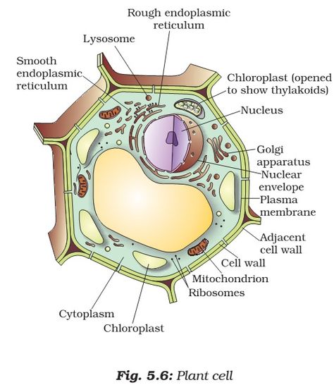 Plant Cell Vs Animal Cell, Plant Cell Drawing, Animal Cell Diagram, Plant Cell Organelles, Endomembrane System, Plant Cell Diagram, Biology Diagrams, Cell Diagram, Prokaryotic Cell