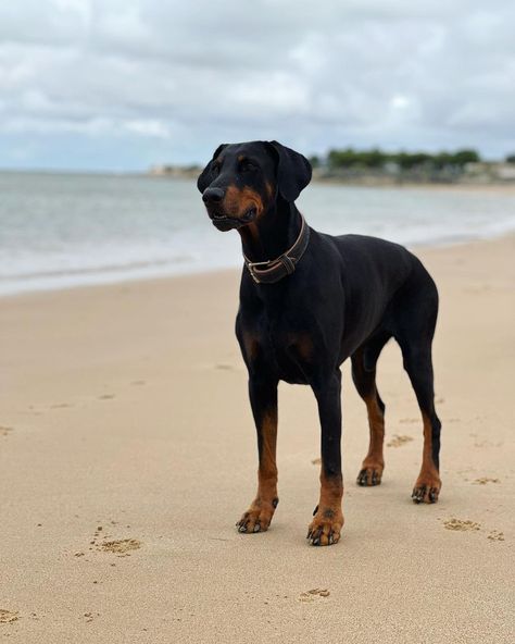 Doberman Without Cropped Ears, Natural Doberman, Doberman Natural, European Doberman, Rottweiler Love, Doberman Love, Doberman Pinscher Dog, Doberman Dogs, Rottweiler Dog