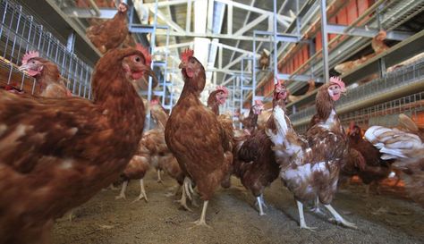 PepsiCo joins McDonald's, Target, Unilever in its commitment to cage-free eggs. White Leghorn Chicken, Egg Laying Hens, Cage Free Eggs, Back Alley, Good News Stories, Animal Agriculture, Pictures People, Laying Hens, Egg Production