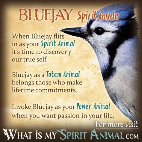 Bird Symbolism & Meaning | Spirit, Totem, & Power Animal What Is My Spirit Animal, Bird Meaning, Animal Totem Spirit Guides, Small Wave Tattoo, Spirit Animal Meaning, Animal Meanings, Spirit Animal Totem, Animal Spirit Guide, Spiritual Animal