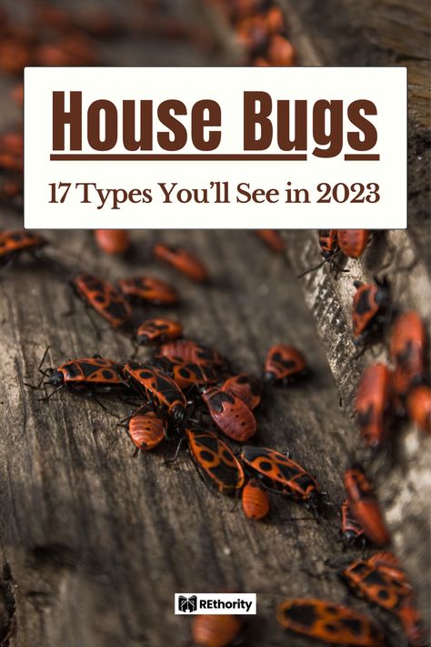 If you're a homeowner, then you know that bugs are inevitable. Unfortunately, many of them you can find right inside your house! From ants to termites to bed bugs, there are a plethora of pests that can make living in your home a real challenge. In this article, we'll explore 17 of the most common house bug types you're likely to see, as well as their potential dangers to your health and property. Read on to learn more about these unwelcome house guests! Household Bugs, Brown Bugs, House Bugs, Pictures Of Insects, Bad Bugs, Bug Type, Types Of Bugs, Inside A House, Household Pests