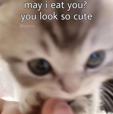 Cute Cat Memes, Silly Cats Pictures, Cat Meme, Cute Cats Photos, Online Group, Cute Memes, Funny Reaction Pictures, Love Memes, Cute Texts