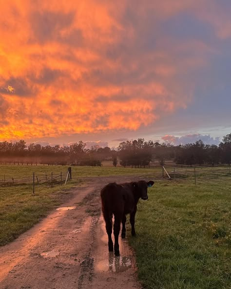 the cutest farm stay 🐐🌾 Future Life Country, Farm Land Aesthetic, Farm Work Aesthetic, Hobby Farm Aesthetic, Country Lifestyle Farm Life, Country Life Aesthetic, Noah Calhoun, Tennessee Aesthetic, Farm Vibes