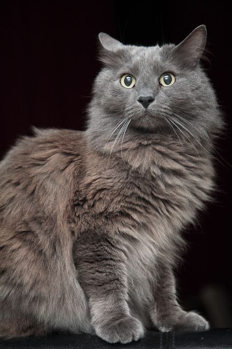 Grey Cat Breeds, Grey And White Kitten, Fluffy Cat Breeds, Nebelung Cat, Russian Blue Kitten, Chartreux Cat, Nebelung, Rare Cat Breeds, Black Kitties