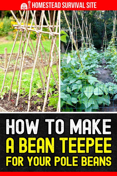 Pole Bean Trellis, Bean Teepee, Bean Trellis, Homesteading Life, Homestead Style, Medicinal Garden, Garden Poles, Runner Beans, Bush Beans