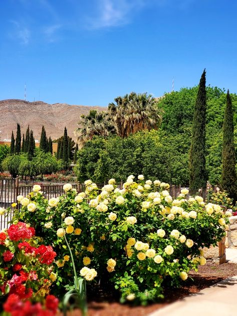 El Paso Municipal Rose Garden in TX 79930 Scenery | Best Places to Visit in Texas | Tryaplace.com Elpaso Texas, Visit Texas, Visit Usa, Google Business, Texas Travel, Memorial Park, Business Profile, Best Places To Visit, Rose Garden