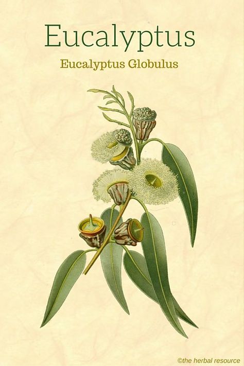 Eucalyptus Herb Herb Identification, Medical Plants, Magia Das Ervas, Eucalyptus Globulus, Herbal Plants, Herbal Apothecary, Healing Plants, Illustration Botanique, Herbal Healing