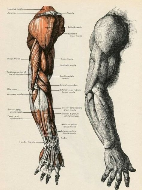 How To Draw Muscles, Arm Anatomy, Human Muscle Anatomy, Anatomy Illustration, Male Figure Drawing, Human Body Anatomy, Anatomy Tutorial, Human Anatomy Drawing, Muscle Anatomy