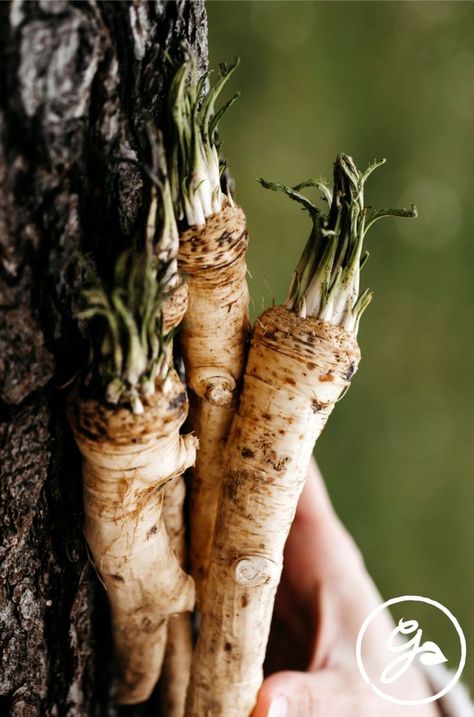 Harvest Horseradish, How To Make Horseradish, Horseradish Plant, Canning Pickles Recipe, Growing Horseradish, Homemade Horseradish, Homemade Greenhouse, Horseradish Recipes, Canning Pickles