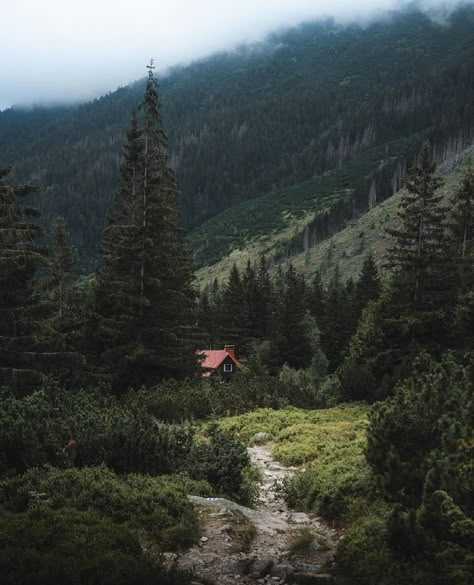 House Pine Forest, Cosy Forest Aesthetic, House Forest Aesthetic, House In The Middle Of The Forest, House In Forest Aesthetic, House In The Forest Aesthetic, Dark Forest House, Forest Cabin Aesthetic, Forest House Aesthetic