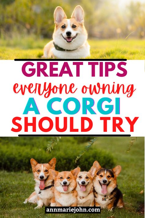 Corgi Care Tips, Corgi Puppy Tips, Corgi Training Tips New Puppy, Welcome Home Puppy Ideas, Corgi Tips, Long Haired Corgi, Corgi Training, Mini Corgi, Cowboy Corgi