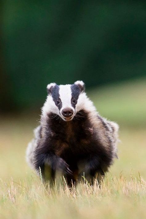 English Badger, Badger Images, Enchanted Animals, European Badger, Narnia Costumes, Honey Badgers, Nature Photography Animals, Critters 3, Woodland Critters