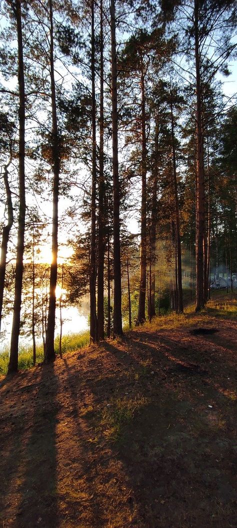 Pine Forest Trees, #Pine, #Trees, #Forest Pine Forest Photography, Town Scape, Forest Scape, Forest Reference, Senior Thesis, Pine Tree Forest, Summer Forest, Effects Animation, Pine Trees Forest