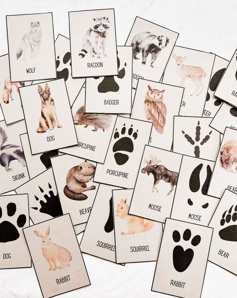 Free Animal Tracks Printable Cards | Nature Activity - Fox Farm Home Hunting Activities Preschool, Forest Animal Stem Activities, Autumn Animals Preschool Activities, Preschool Deer Activities, Animal Track Activities, Animal Footprints Printable, Animal Tracks Printable Free, Forest Animal Activities Preschool, Fox Preschool Activities