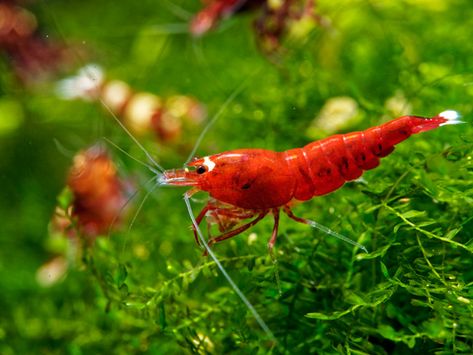 Freshwater Algae Eating Shrimp for sale AzGardens.com Neocaridina Shrimp, Aquatic Garden, Freshwater Fish, Shark Tank, Fish Tank, Christmas List, Fresh Water, Fish, Water