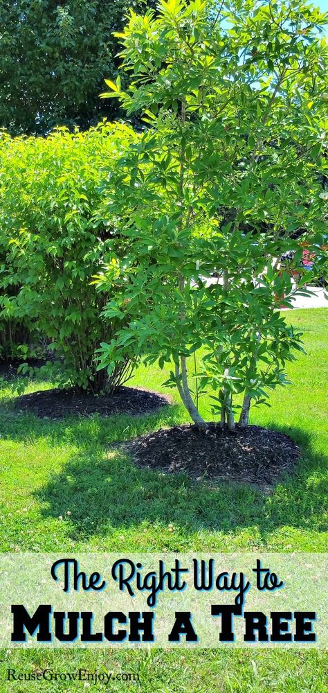 The Right Way to Mulch a Tree Mulch Around Trees, Inexpensive Landscaping, Tree Mulch, Landscaping Around Trees, Mulch Landscaping, Pergola Pictures, Making Plant Pots, Flower Pot Design, Hillside Landscaping