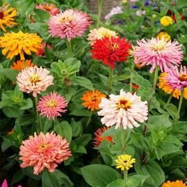 Heirloom Zinnia Seeds | Flower Seeds by the Packet or in Bulk | Eden Brothers Chrysanthemum Seeds, Zinnia Seeds, Interesting Textures, Zinnia Elegans, Flower Mix, Making Plant Pots, Seed Packaging, Attracting Bees, Wildflower Garden